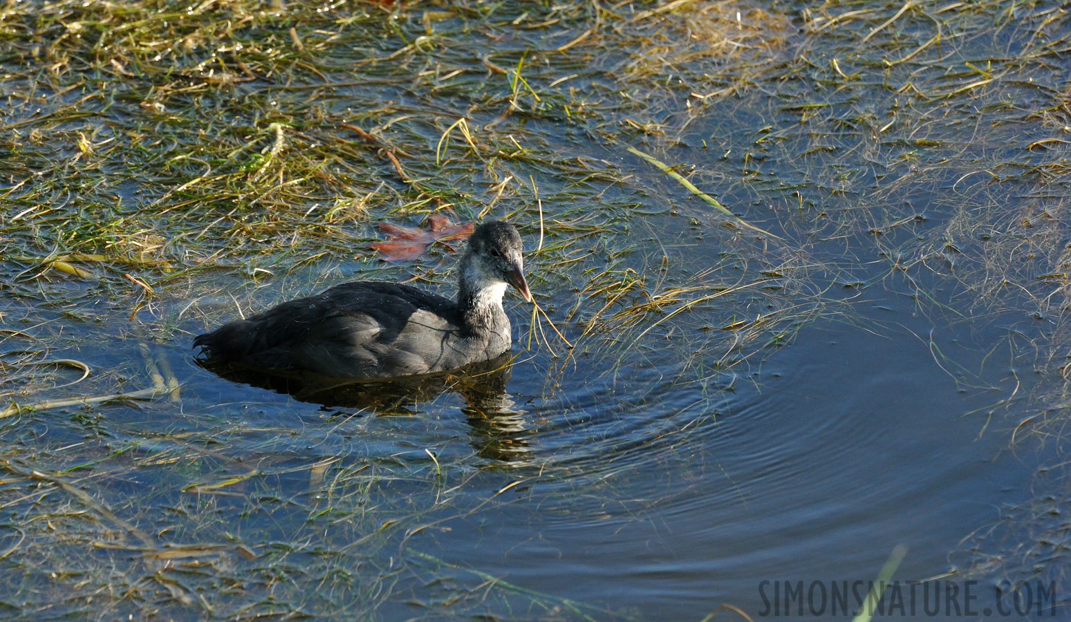 Fulica atra atra [550 mm, 1/500 sec at f / 10, ISO 1600]